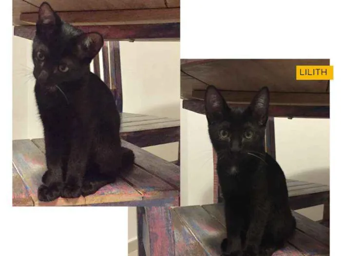 Gato ra a SRD idade 2 a 6 meses nome Lilith