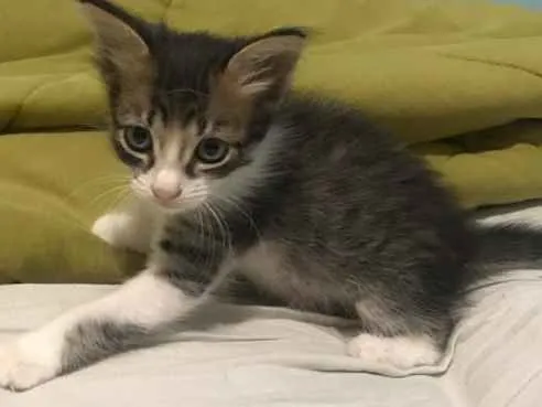 Gato ra a Indefinido  idade 2 a 6 meses nome Indefinido 