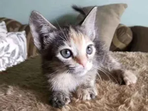 Gato raça SRD idade 2 a 6 meses nome SRD