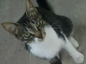 Gato raça  idade 7 a 11 meses nome Rubi