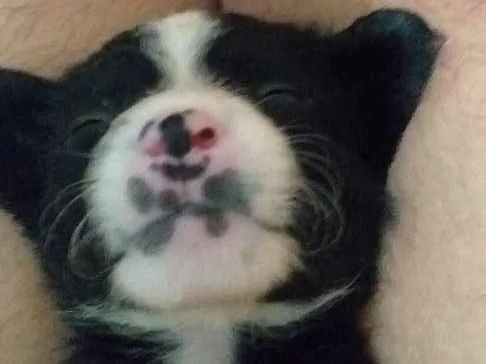 Cachorro ra a Srd idade Abaixo de 2 meses nome Brendha