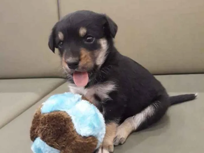 Cachorro ra a  idade Abaixo de 2 meses nome Ozzy 