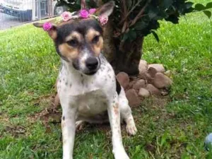 Cachorro raça Mestoça de Boiadeiro Australia idade 2 anos nome Amy