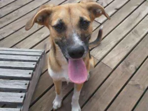 Cachorro raça SRD idade 1 ano nome SRD CAPAO