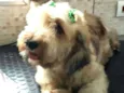 Zeca ou Susi