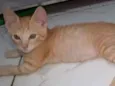 Gatinho Laranja Ana