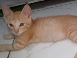 Gato raça SRD idade 2 a 6 meses nome Gatinho Laranja Ana
