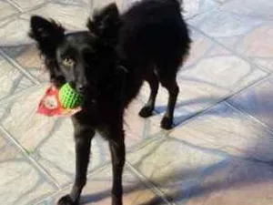 Cachorro raça SRD idade 1 ano nome Pretinha