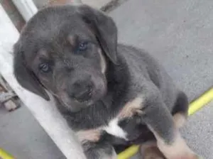 Cachorro raça SRD idade 2 a 6 meses nome Filhote de olhos azu