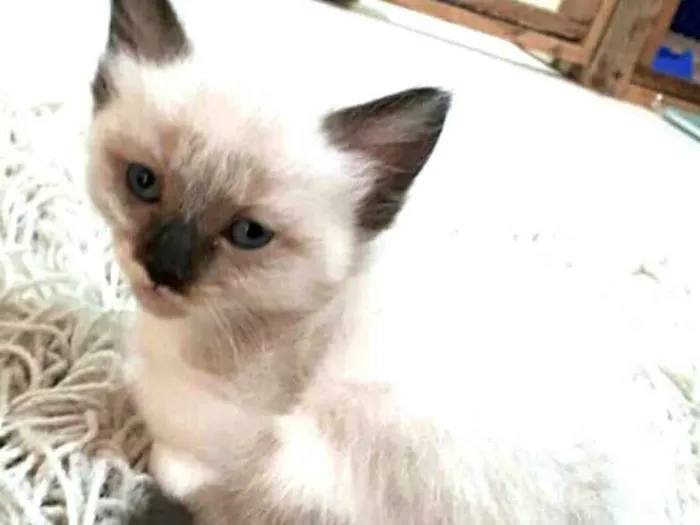 Gato ra a  idade Abaixo de 2 meses nome Fihotes Eliana