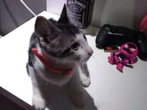 Gato raça Srd idade 2 a 6 meses nome Perola