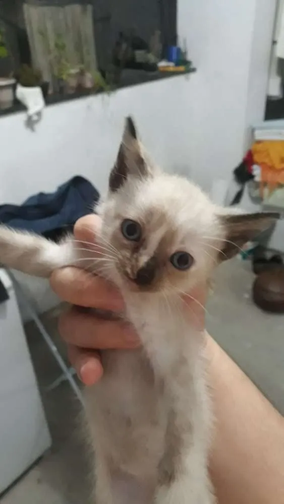 Gato ra a Siamês puro idade 2 a 6 meses nome sem nome