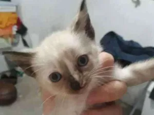 Gato raça Siamês puro idade 2 a 6 meses nome sem nome