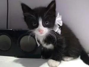 Gato raça Srd idade 2 a 6 meses nome O