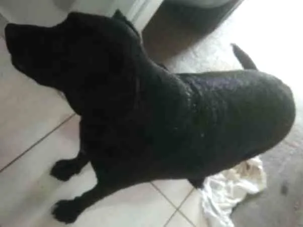 Cachorro ra a Sem definição  idade 2 anos nome Nega