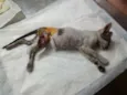 Elvis