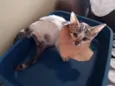Elvis