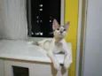 Elvis