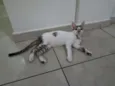Elvis