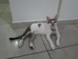 Elvis