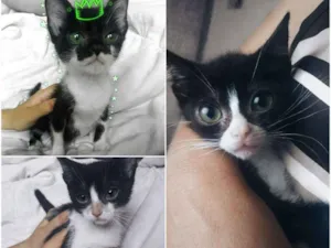 Gato raça PCB idade 2 a 6 meses nome Filhotes