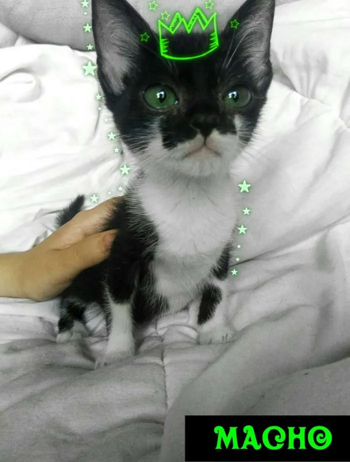 Gato raça PCB idade 2 a 6 meses nome Filhotes