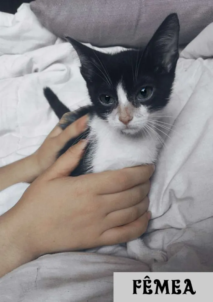 Gato raça PCB idade 2 a 6 meses nome Filhotes