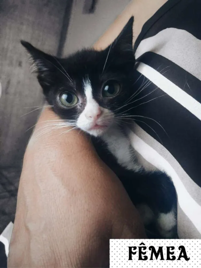 Gato raça PCB idade 2 a 6 meses nome Filhotes