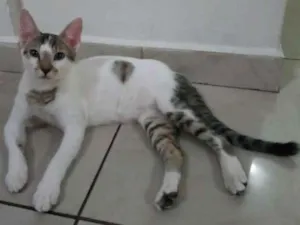Gato raça Mestiço idade 2 a 6 meses nome Elvis