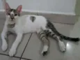 Elvis