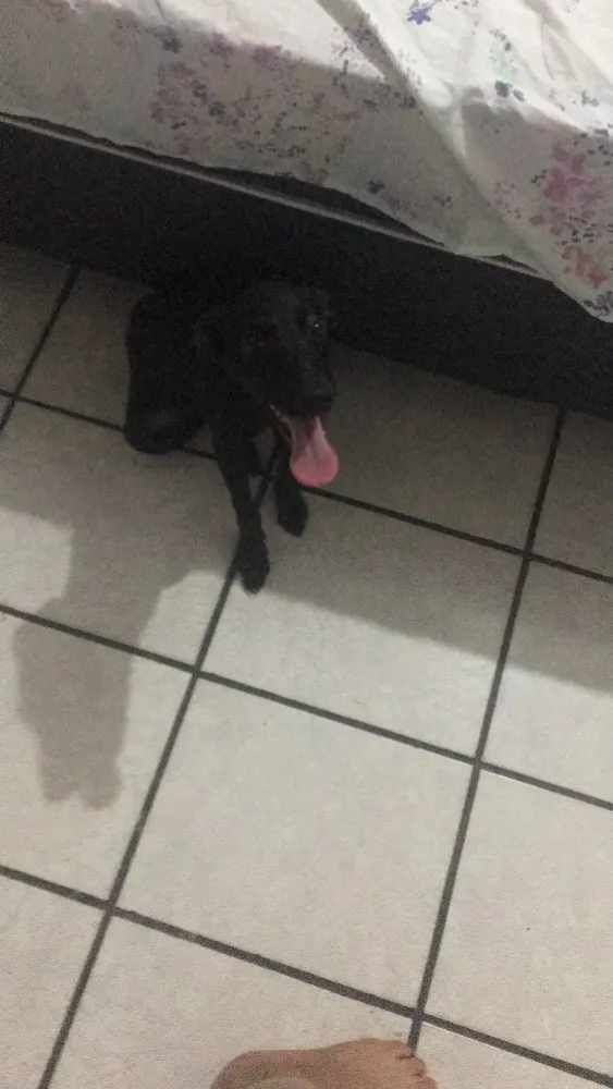 Cachorro raça Vira lata  idade 2 a 6 meses nome Bailey 