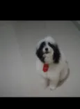 Bob
