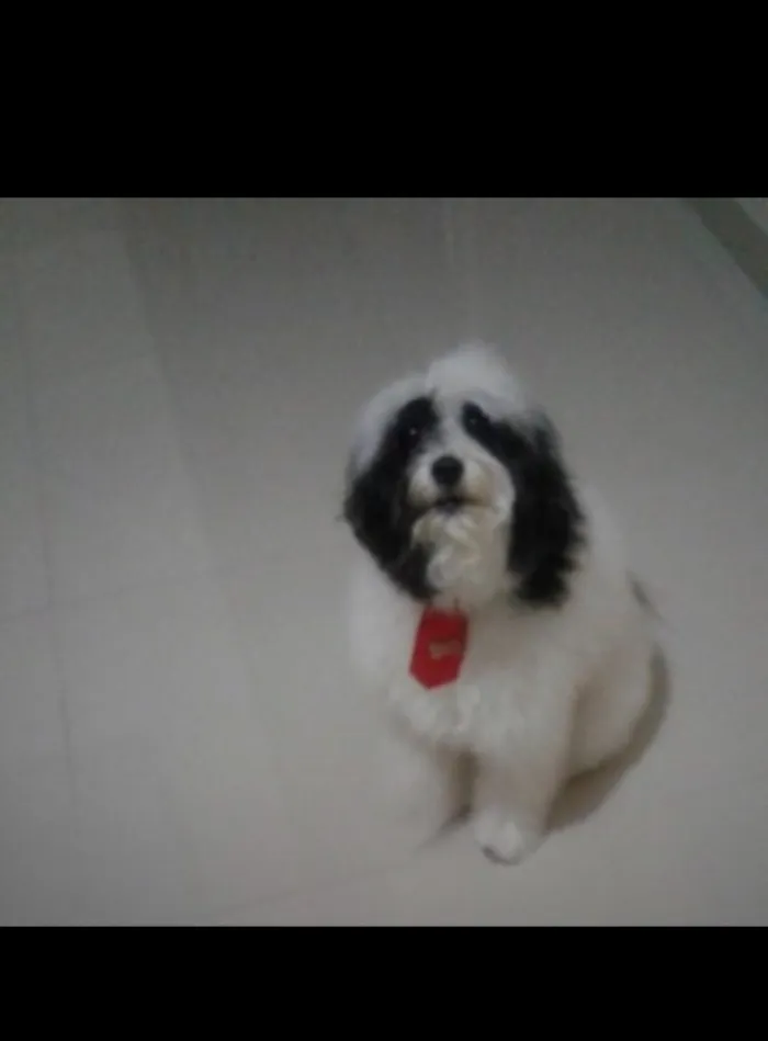 Cachorro raça PoodlexCocker idade 6 ou mais anos nome Bob