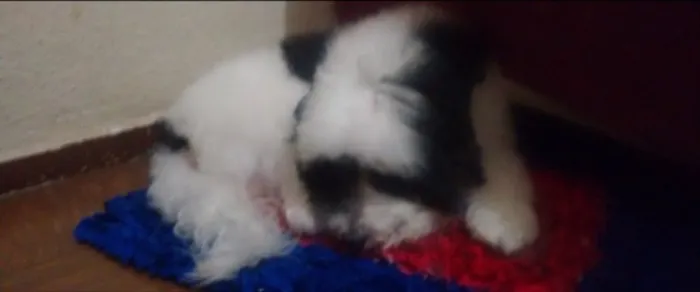 Cachorro raça PoodlexCocker idade 6 ou mais anos nome Bob