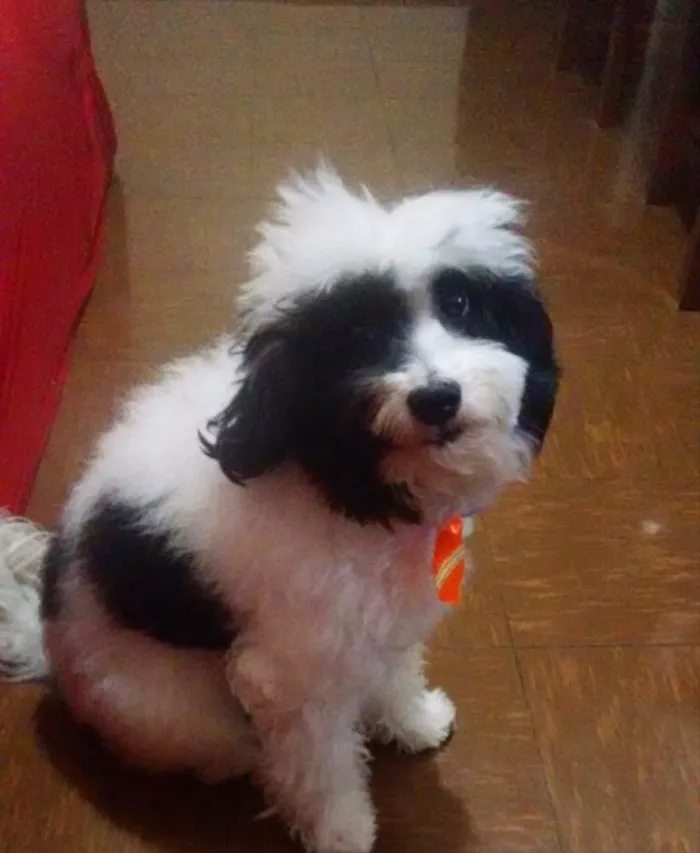 Cachorro raça PoodlexCocker idade 6 ou mais anos nome Bob