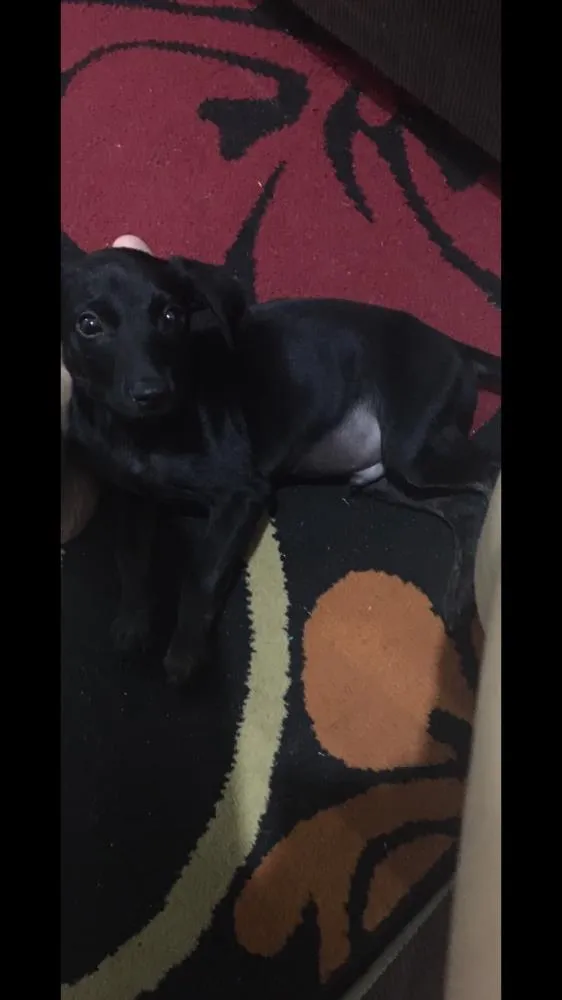 Cachorro raça Vira lata  idade 2 a 6 meses nome Bailey 
