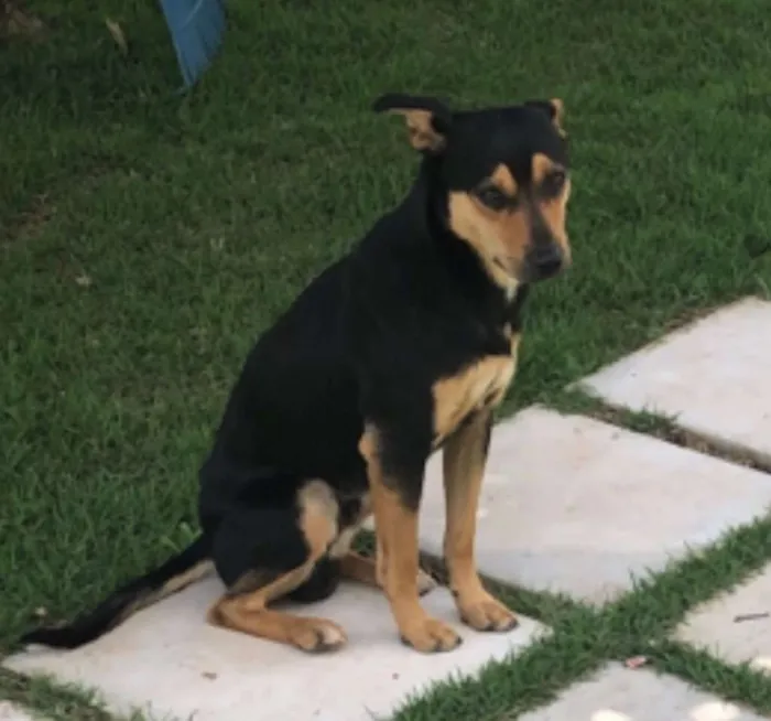 Cachorro ra a Vira lata idade 2 anos nome Negrão