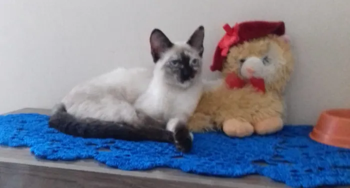 Gato ra a Srd idade 2 a 6 meses nome Cinza e branca
