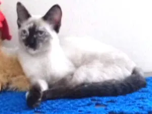 Gato raça Srd idade 2 a 6 meses nome Cinza e branca