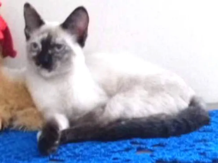 Gato ra a Srd idade 2 a 6 meses nome Cinza e branca