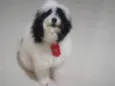 Bob