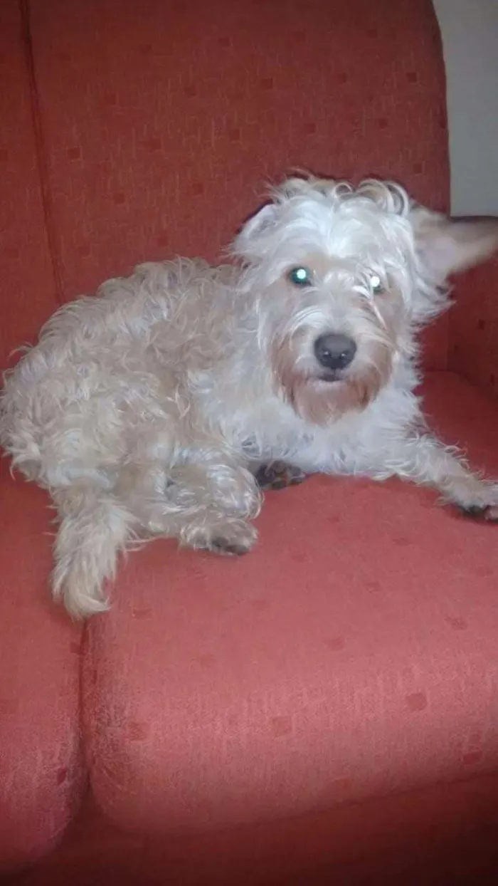Cachorro ra a  idade 1 ano nome Belinha