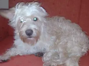 Cachorro raça  idade 1 ano nome Belinha