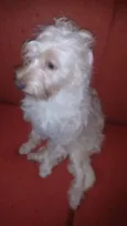 Belinha