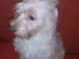 Belinha
