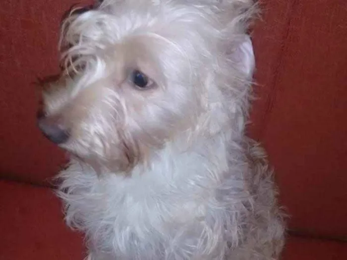 Cachorro ra a  idade 1 ano nome Belinha
