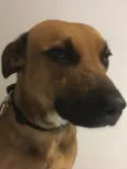 Doggo