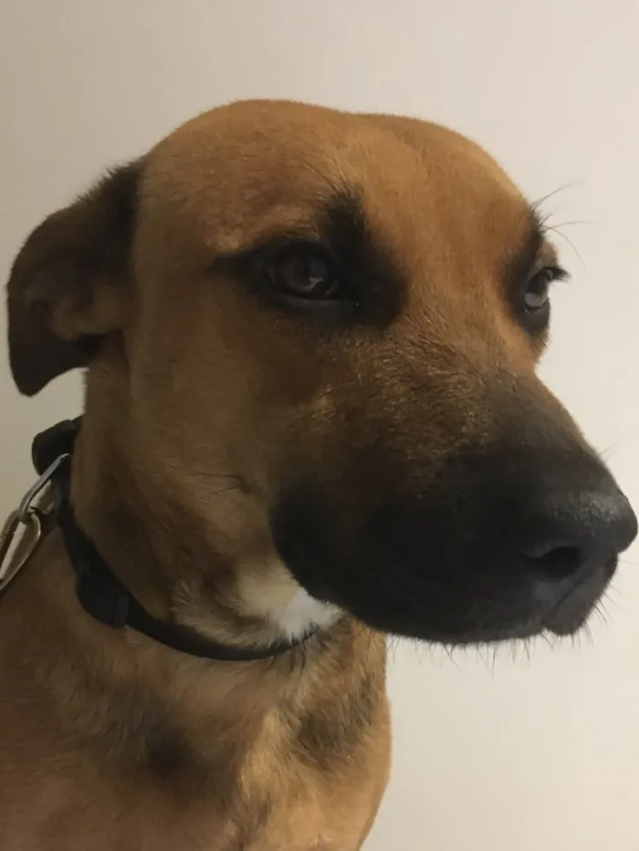 Cachorro ra a Srd  idade 1 ano nome Doggo
