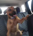 Doggo