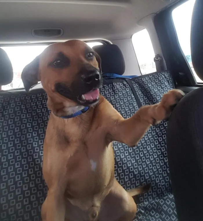 Cachorro ra a Srd  idade 1 ano nome Doggo